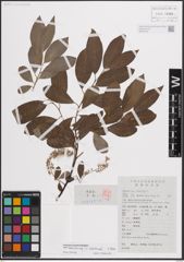 Foto von Salix babylonica L.